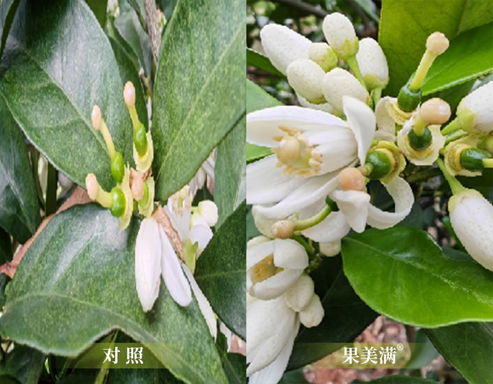 果美满 果美满