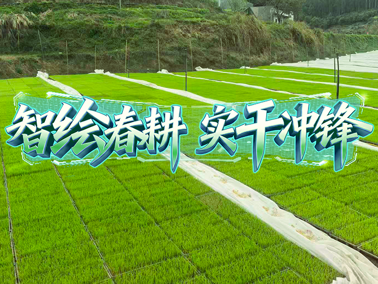媒体聚焦 | 春耕一线探新景，育秧育种新升级